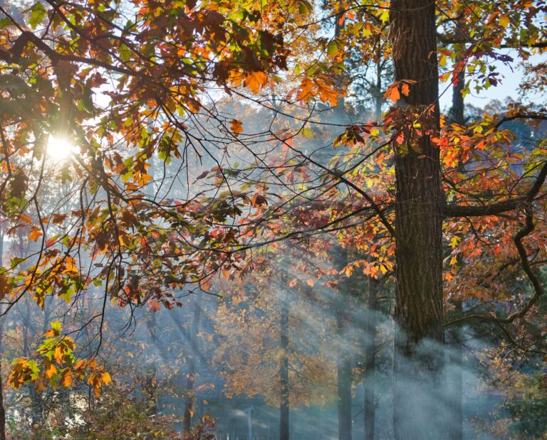 Sunlight filtering through the leafy canopy of a mature oak tree