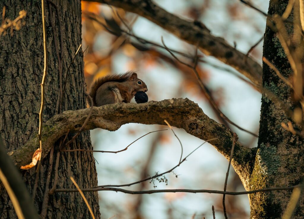 A gray squirrel gathering acorns beneath an oak tree during a heavy seed year