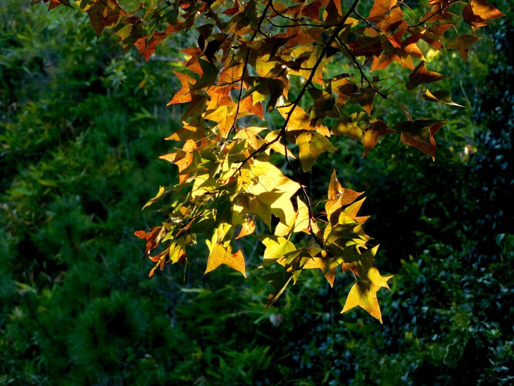 Sweetgum leaves beginning to yellow in late summer