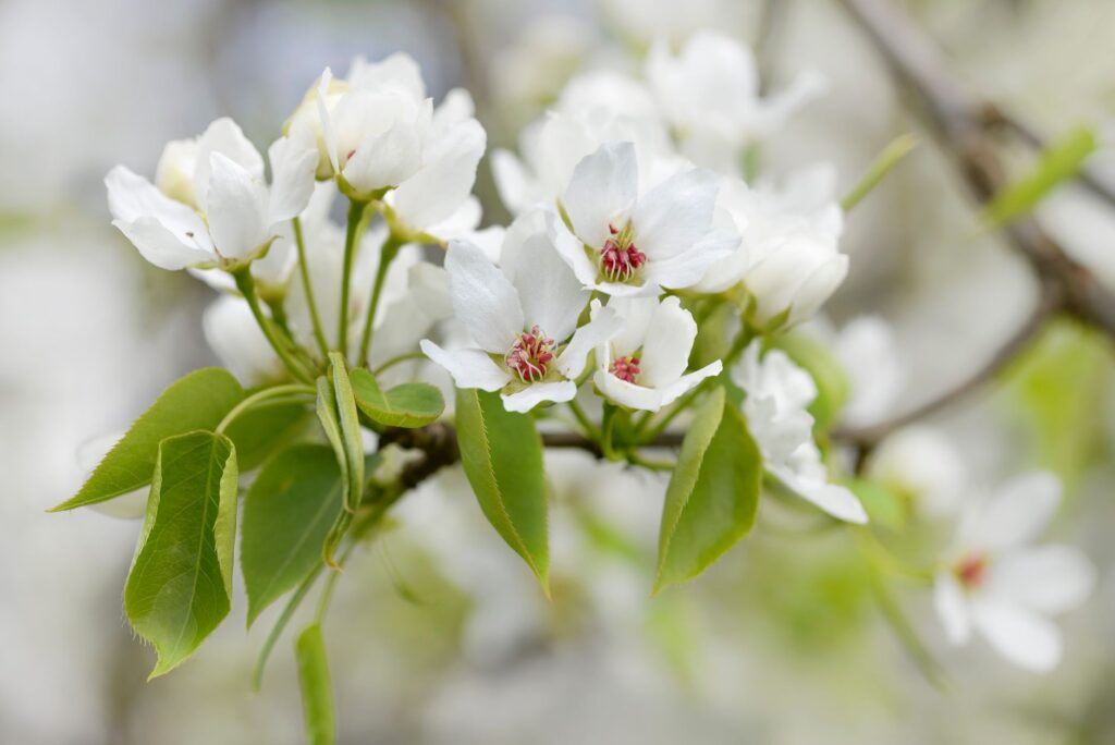 A row of ornamental Bradford pear trees in bloom along a residential street