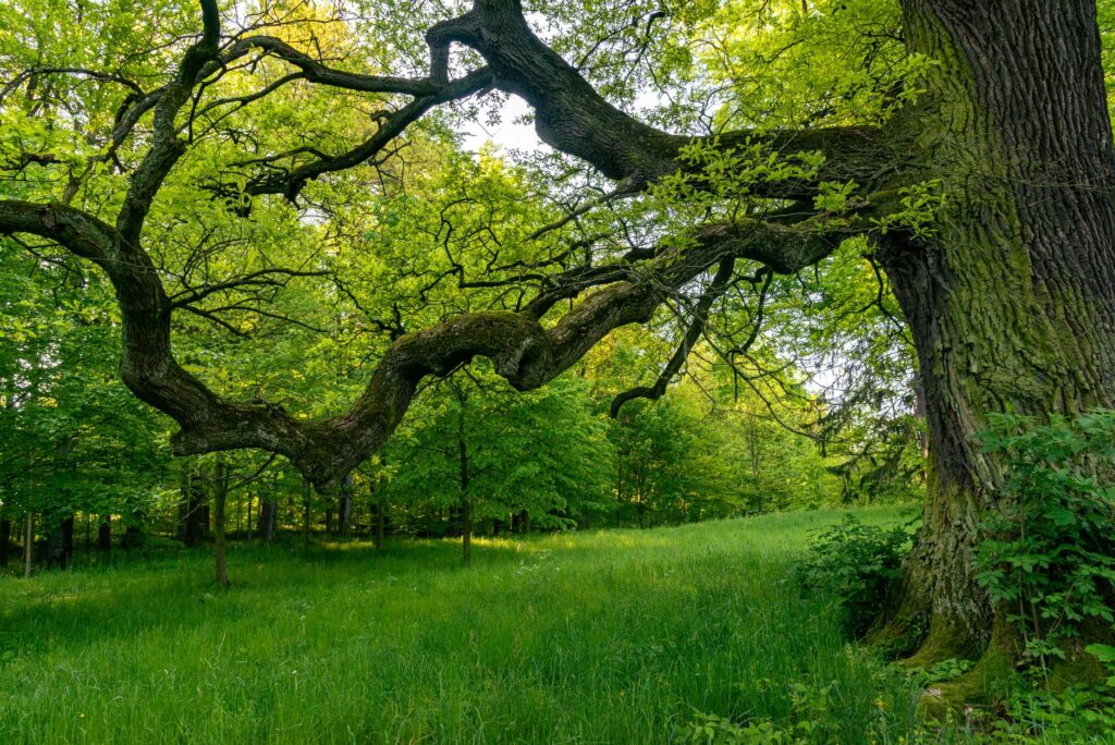 A large, mature oak tree with a full summer canopy in a Middletown-area park