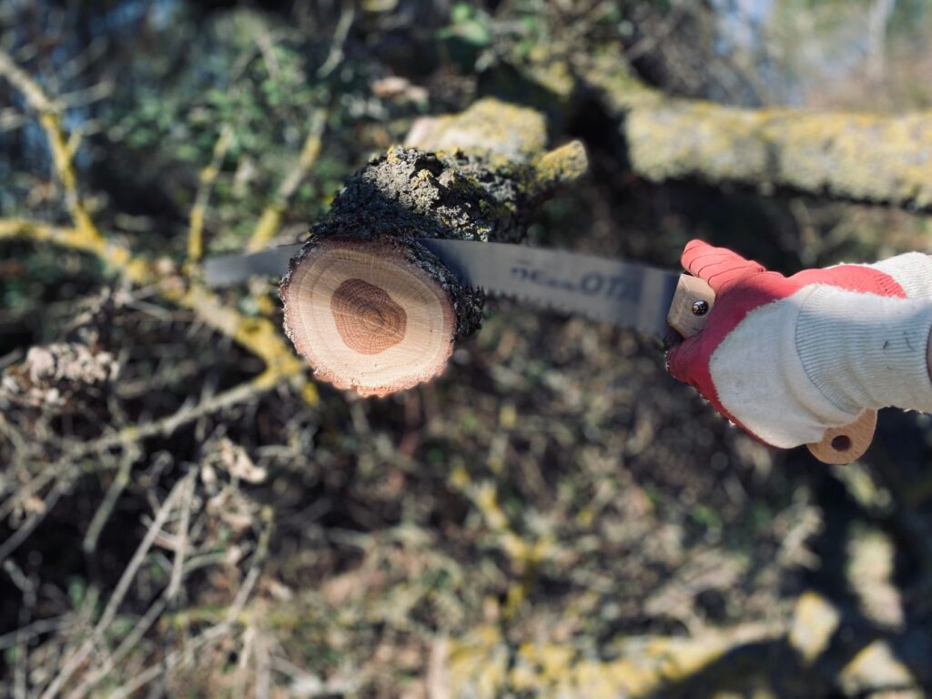 A folding pruning saw positioned to cut a branch just outside the branch collar