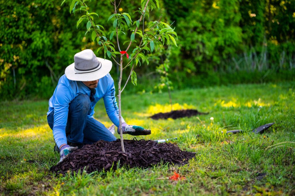 A thick mulch volcano piled against the base of a tree trunk