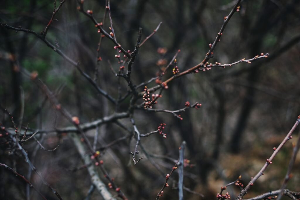 Close-up of minor deadwood and small twigs on a tree branch
