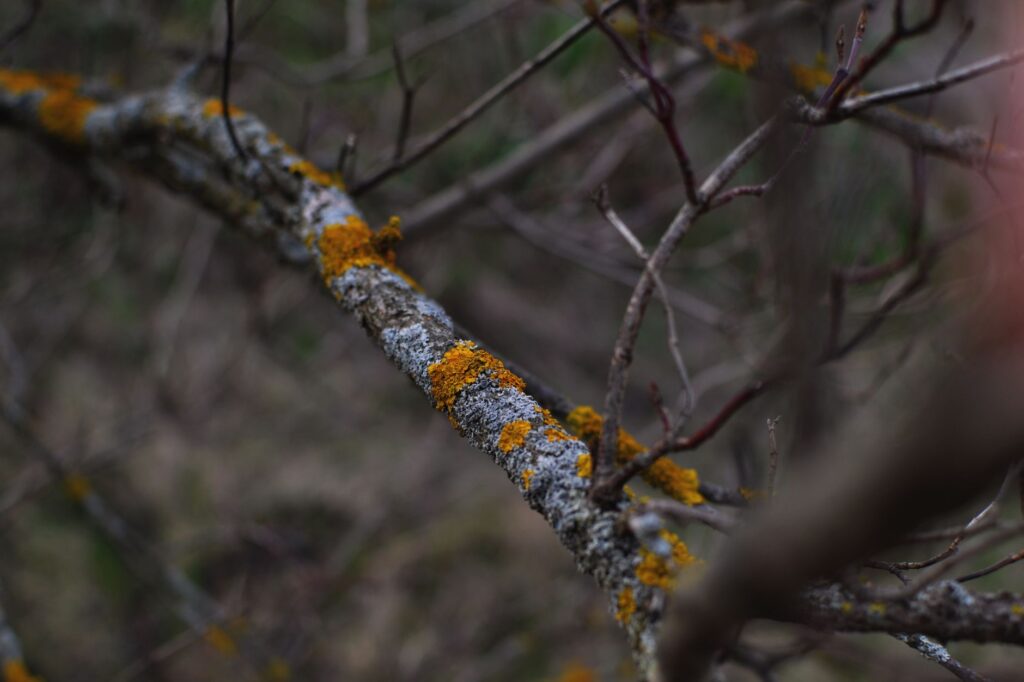 Close-up of a tree trunk union showing a bark seam between two stems