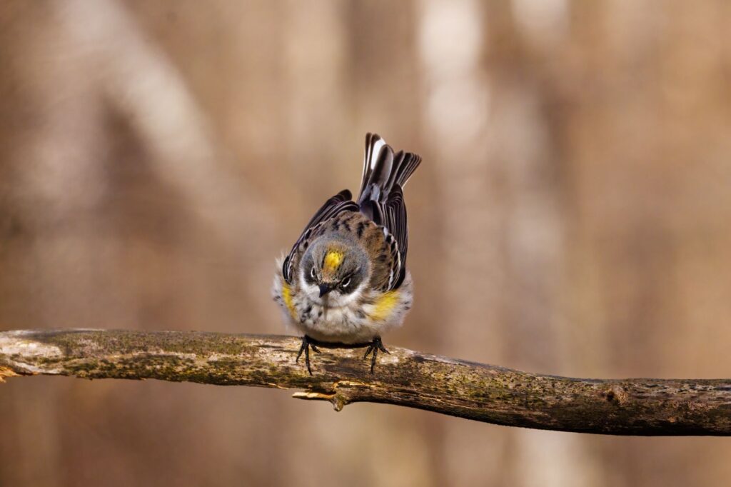 A migrating warbler perched in coastal tree cover along the New Jersey Bayshore