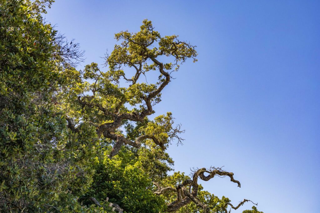 A healthy mature oak tree canopy silhouetted against a clear summer sky
