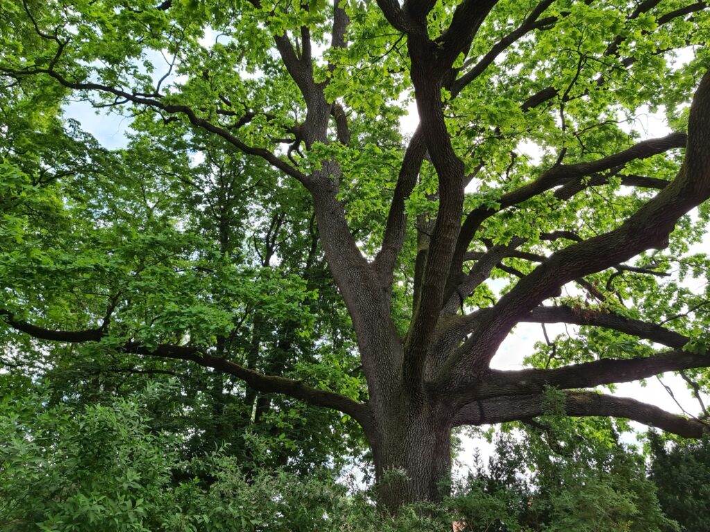 A dead, leafless branch visible inside the green canopy of a mature oak tree