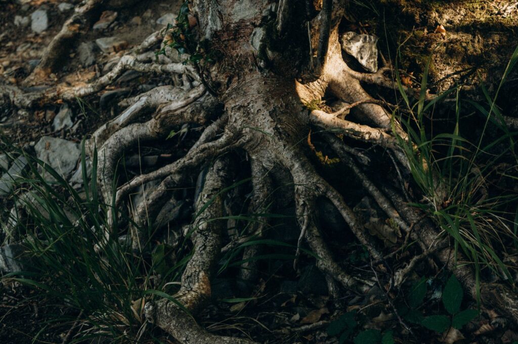 An arborist examining exposed tree roots at the base of a trunk