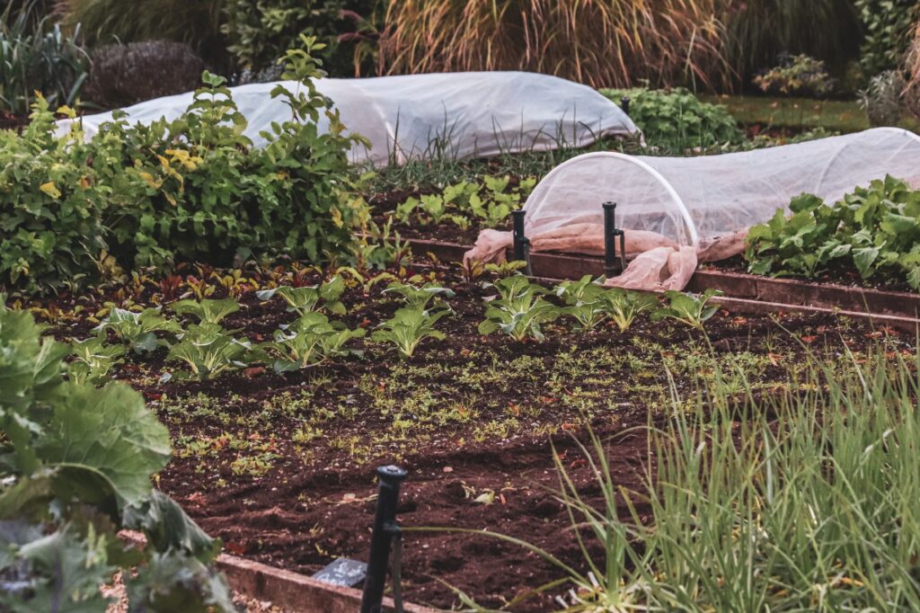 A Middletown backyard planting bed in late summer ahead of fall planting season