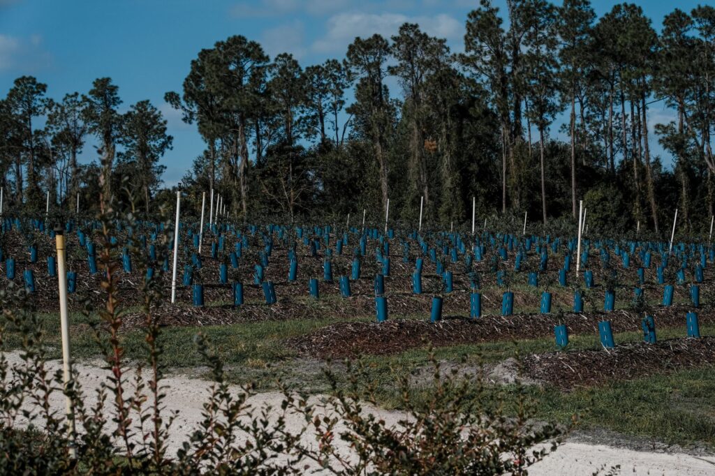 A newer housing development with young, recently planted saplings and little established canopy