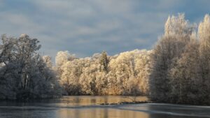 Mature trees lining a riverbank with roots reaching toward the water