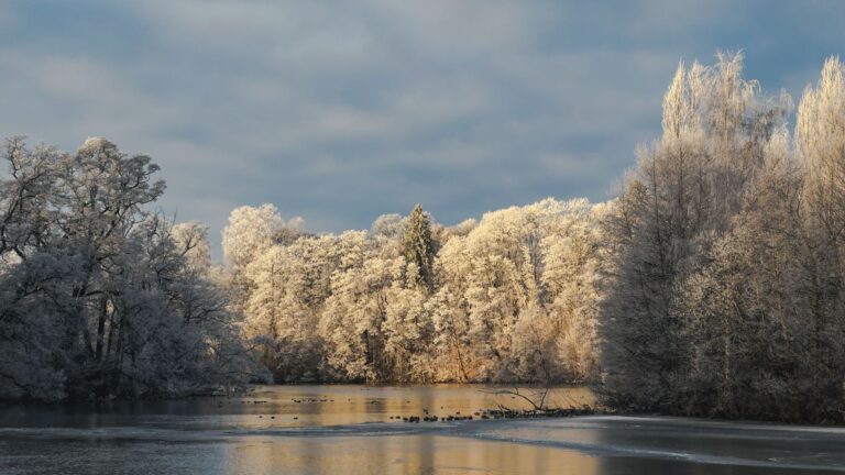 Mature trees lining a riverbank with roots reaching toward the water