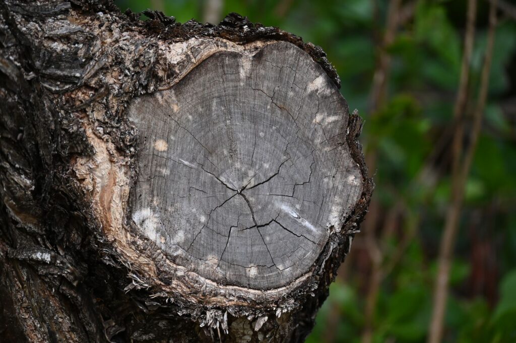 Close-up of a codominant tree trunk union showing included bark, a common structural weak point