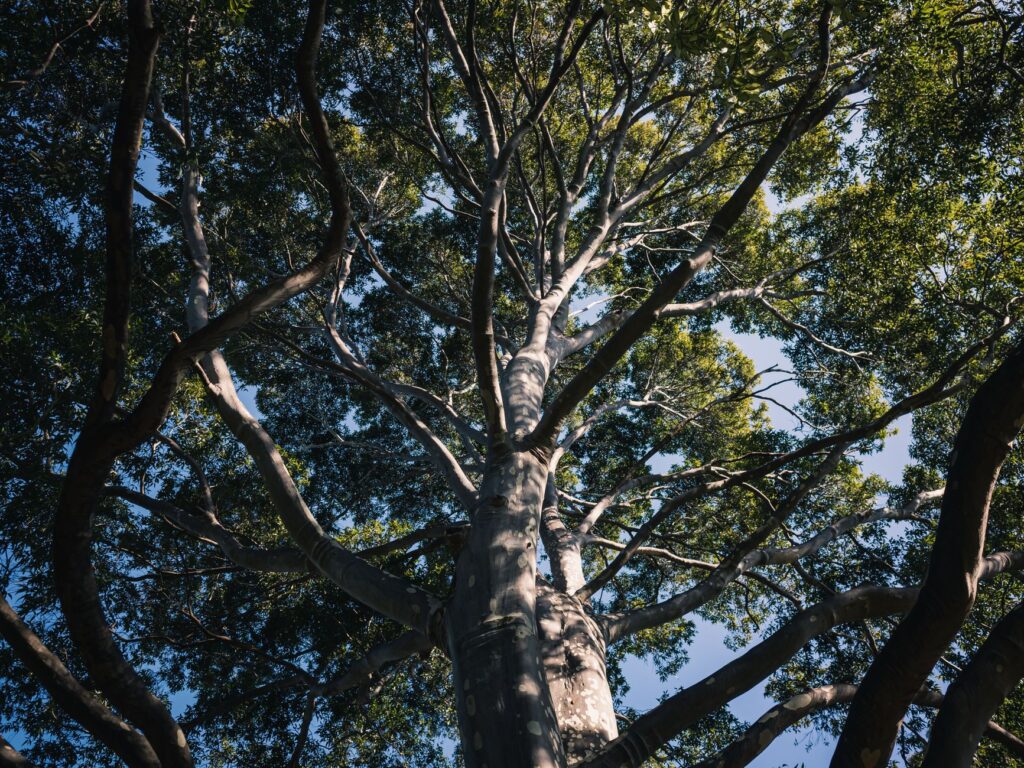 A tree crew pruning a large limb on a late-summer afternoon