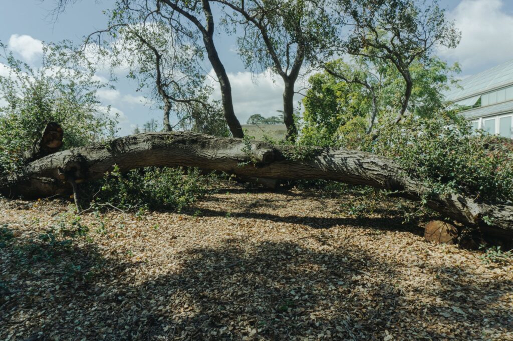 A large tree limb lying across a driveway on a calm, clear summer day with no storm damage nearby