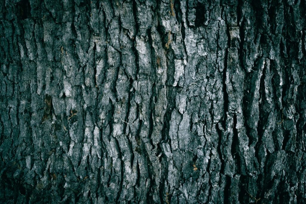 Deeply furrowed bark pattern typical of a mature oak trunk