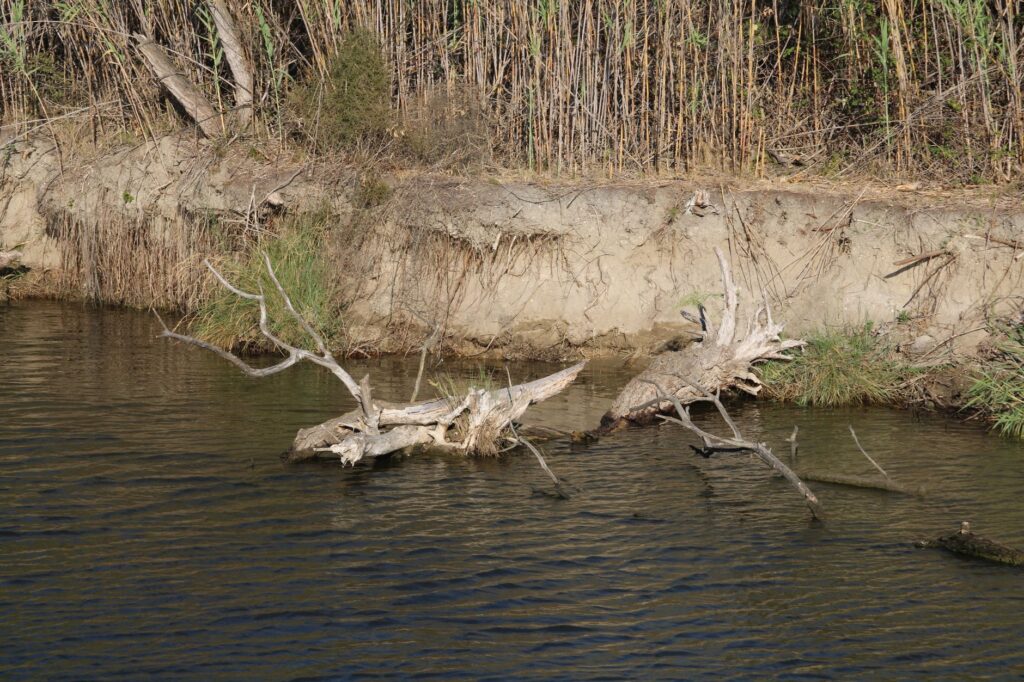 River birch and maple trees leaning over a creek with exposed roots along the eroded bank