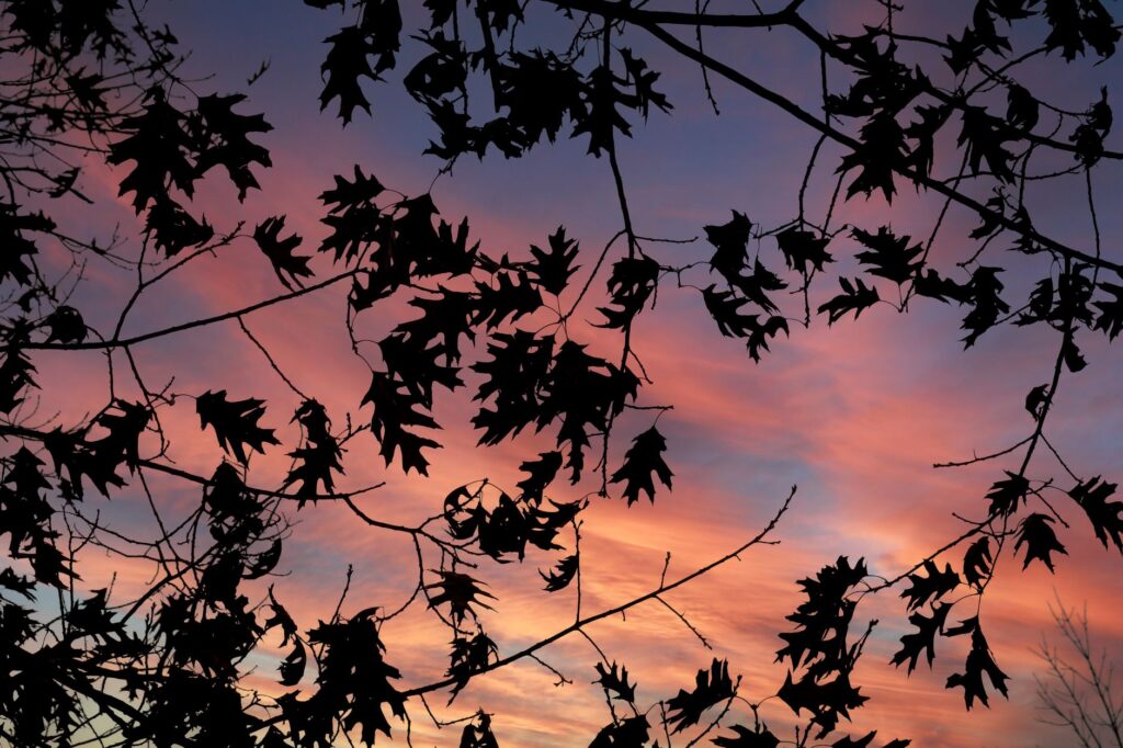 Evening light filtering through oak branches in a quiet Middletown, NJ backyard
