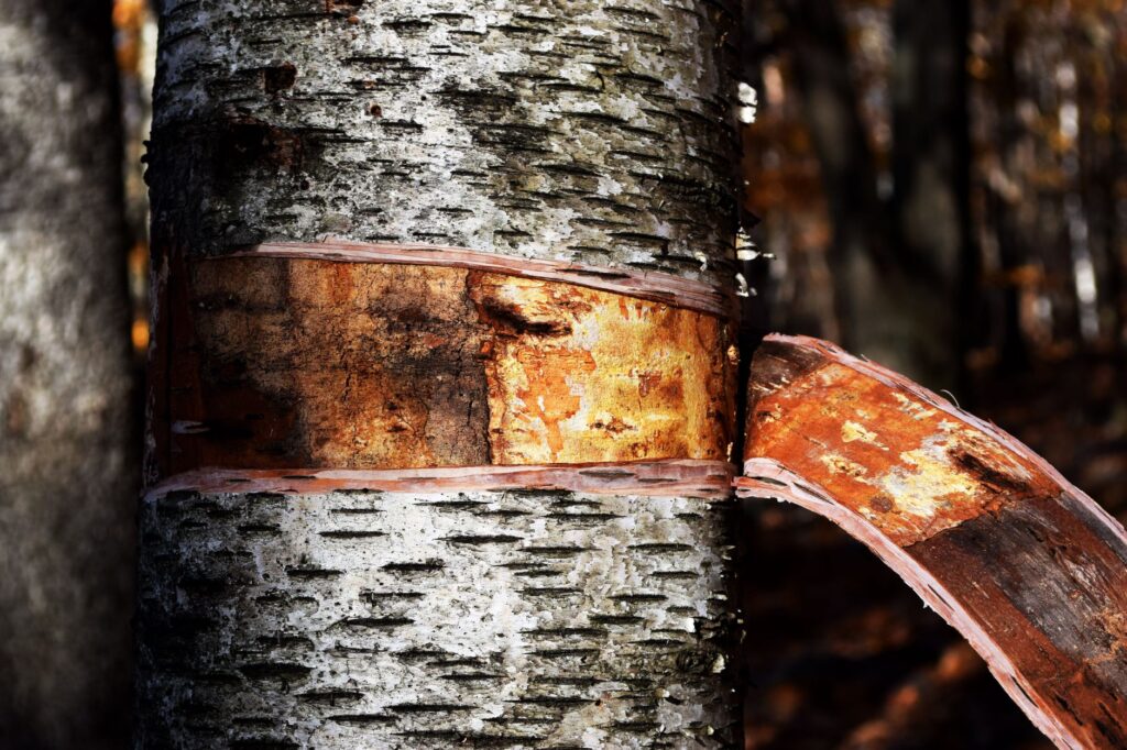 River birch tree with distinctive peeling bark growing near a water's edge