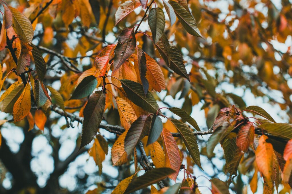 Yellowing tree leaves with green veins, a sign of nutrient lockout from soil pH