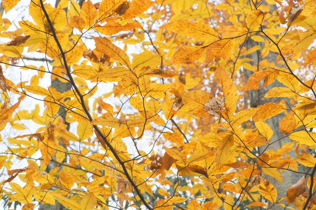 A mature American beech tree with long, sweeping horizontal limbs in an open suburban yard