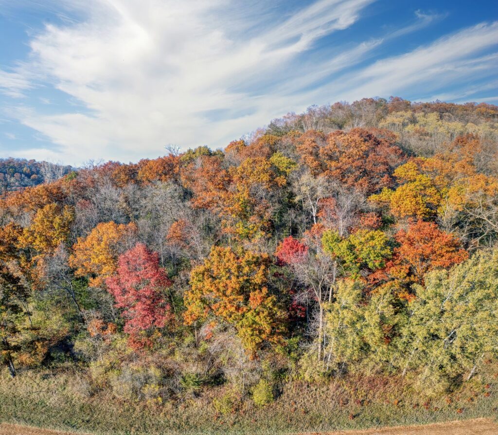 Mixed canopy of oak, hickory, and beech trees showing species diversity in a native forest
