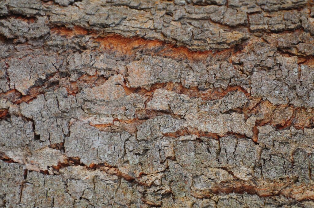 A visible vertical crack running along a tree trunk