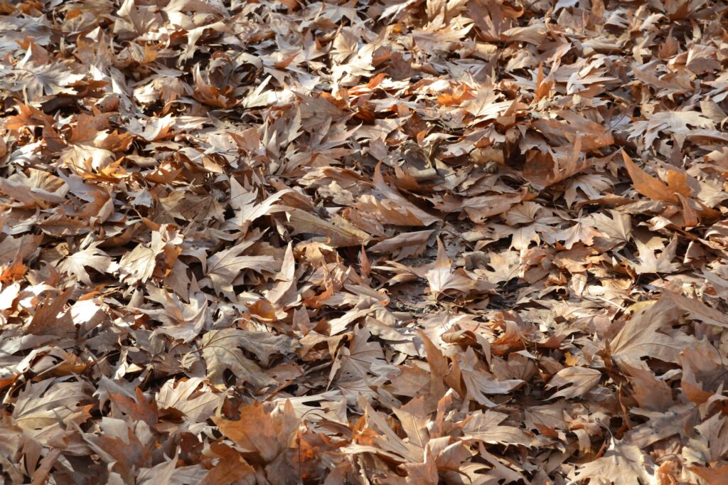 A loose layer of leaf litter left under a backyard shade tree