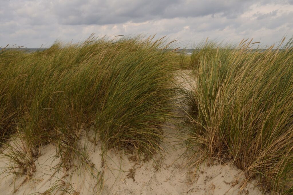 Salt-tolerant native shrubs and trees planted near New Jersey's Bayshore coastline