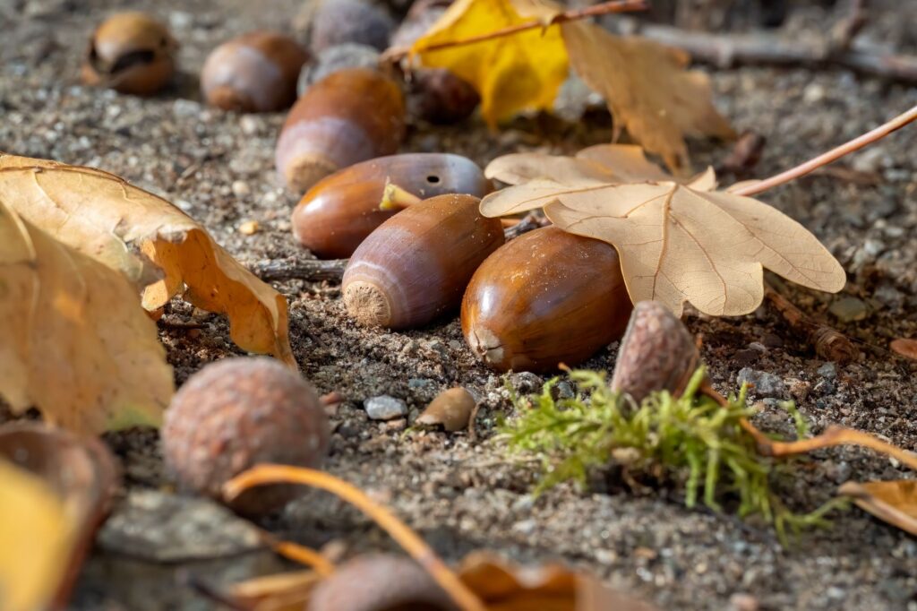 A thick carpet of fresh acorns scattered on the lawn beneath a mature Middletown oak tree