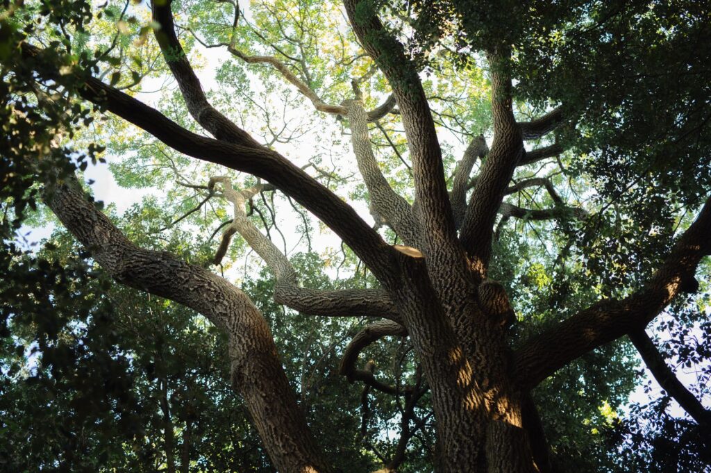 A homeowner and an arborist standing beneath a large oak tree, looking up at the canopy