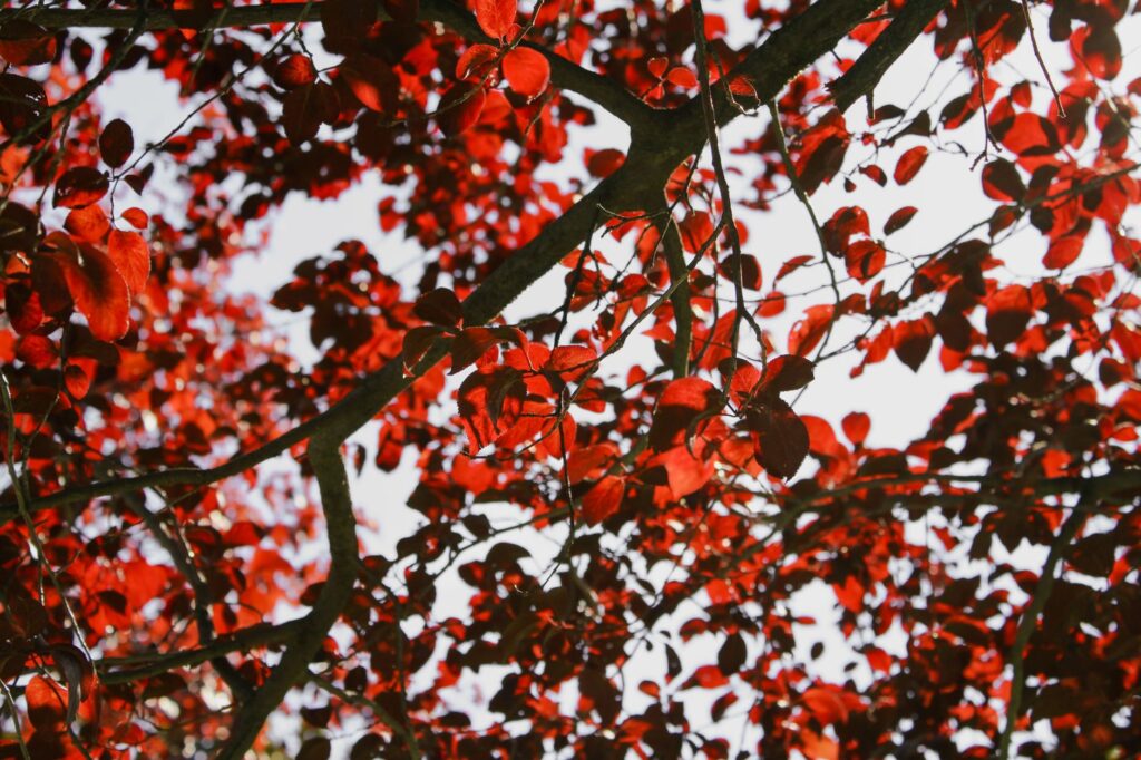 A black tupelo tree displaying deep red fall foliage