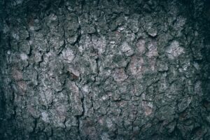 Close-up of textured tree bark showing deep furrows and ridges