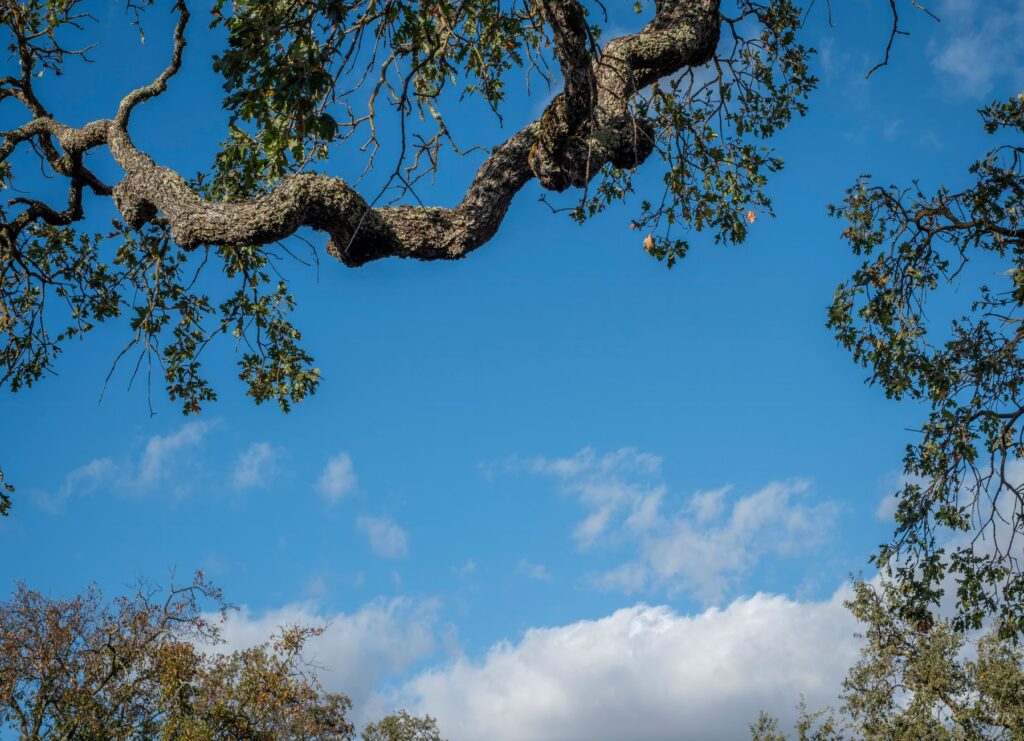 A long, heavy horizontal oak limb typical of open-grown shade trees