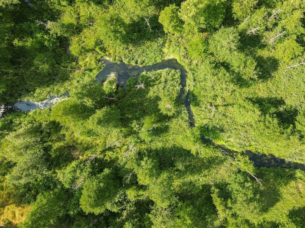 A wooded buffer strip of trees and shrubs growing along the edge of a stream