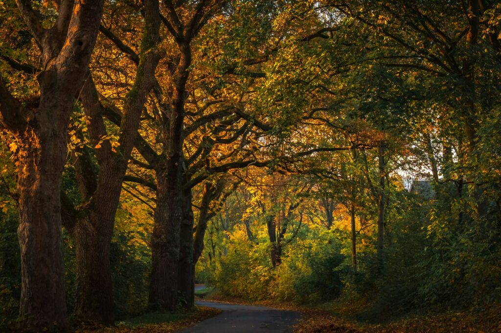 A shaded park path beneath a full oak tree canopy in late summer