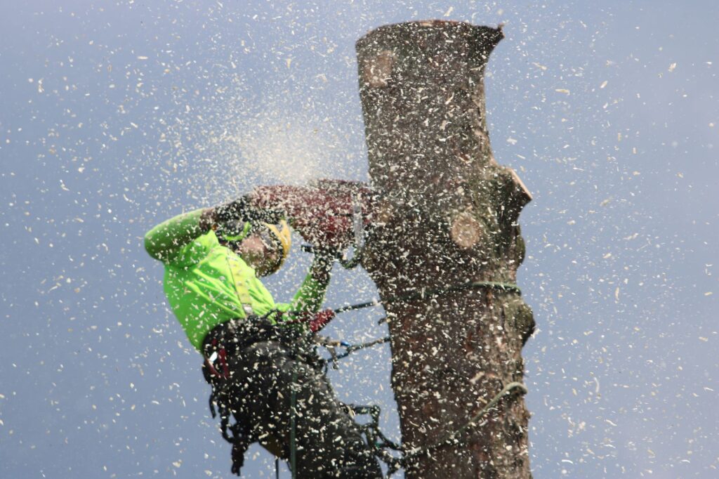 An arborist using a hand tool to extract a core sample from a tree trunk