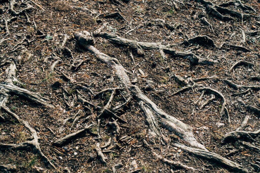Tree roots at the base of a trunk surrounded by wet, saturated soil after heavy rain