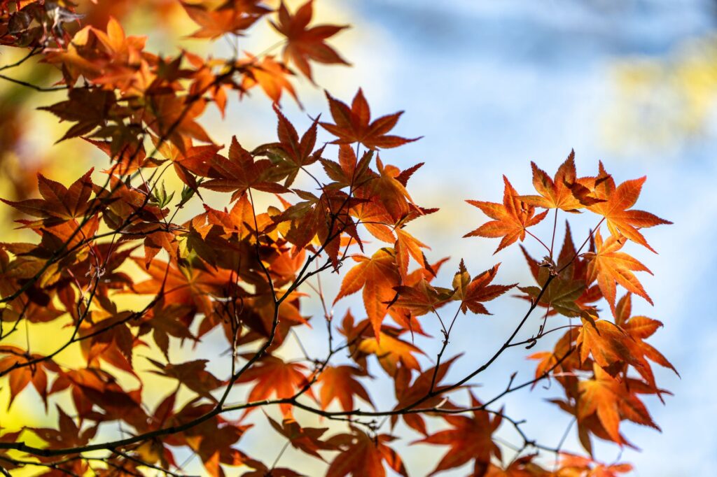 A red maple branch showing early red color against green summer foliage