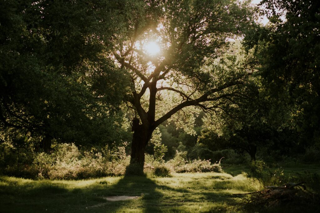 A mature shade tree with a full, well-structured canopy in a Middletown backyard