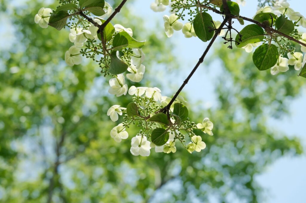 A flowering dogwood tree with white bracts blooming in a backyard