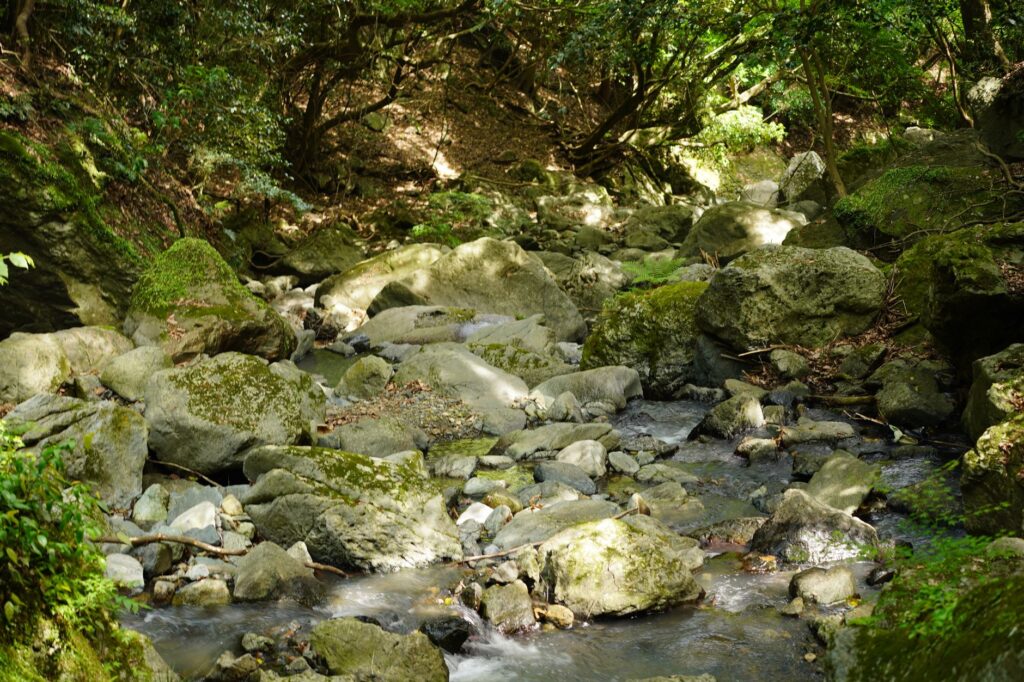 Dappled sunlight filtering through a tree canopy over a shaded, cool creek
