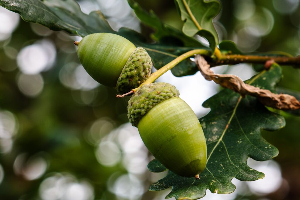 Clusters of ripening acorns hanging from an oak branch in late summer