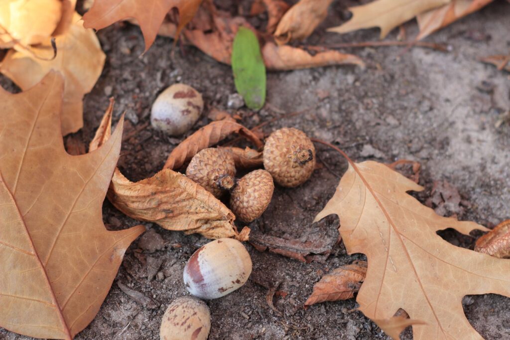 Wildlife foraging for acorns on the forest floor beneath oak trees