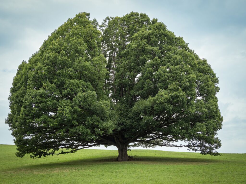 A large, healthy oak tree with a full canopy in a Middletown Township backyard