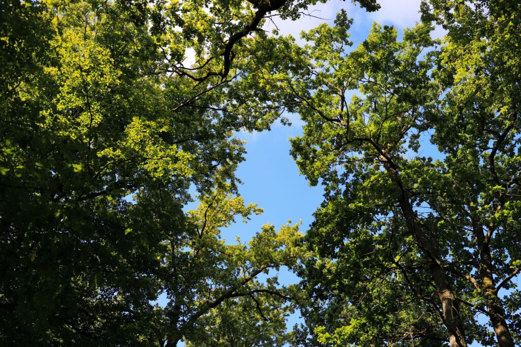 Late-summer sunlight filtering through a healthy tree canopy