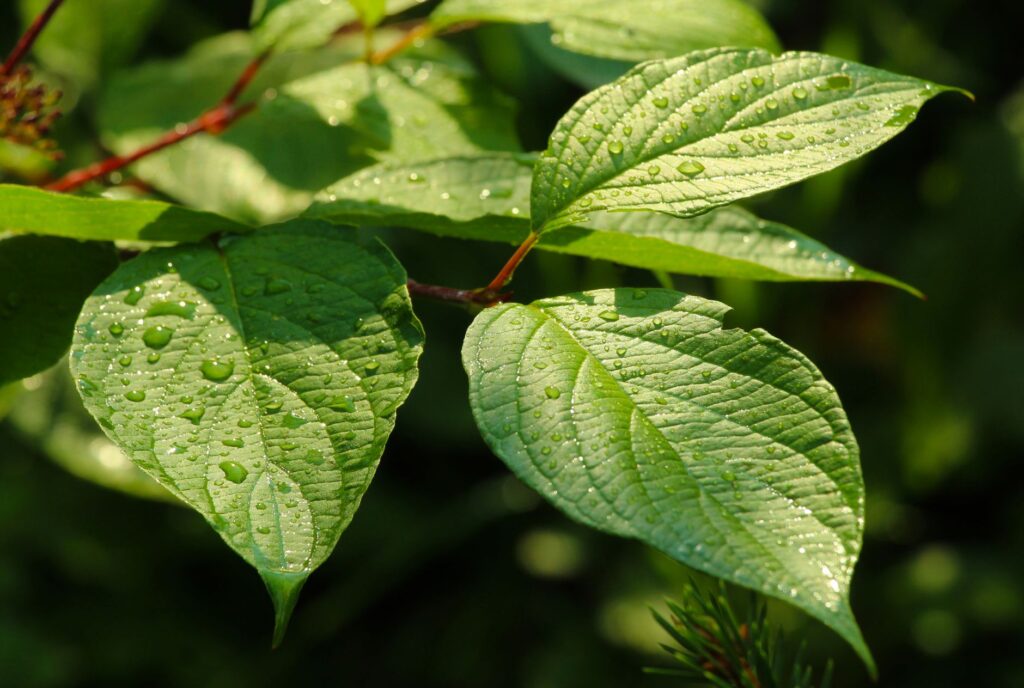 Close-up of tree leaves catching sunlight, illustrating transpiration and canopy cooling