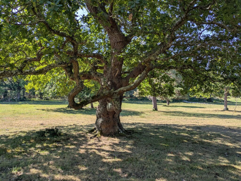 A large, healthy mature oak tree standing over a Middletown yard