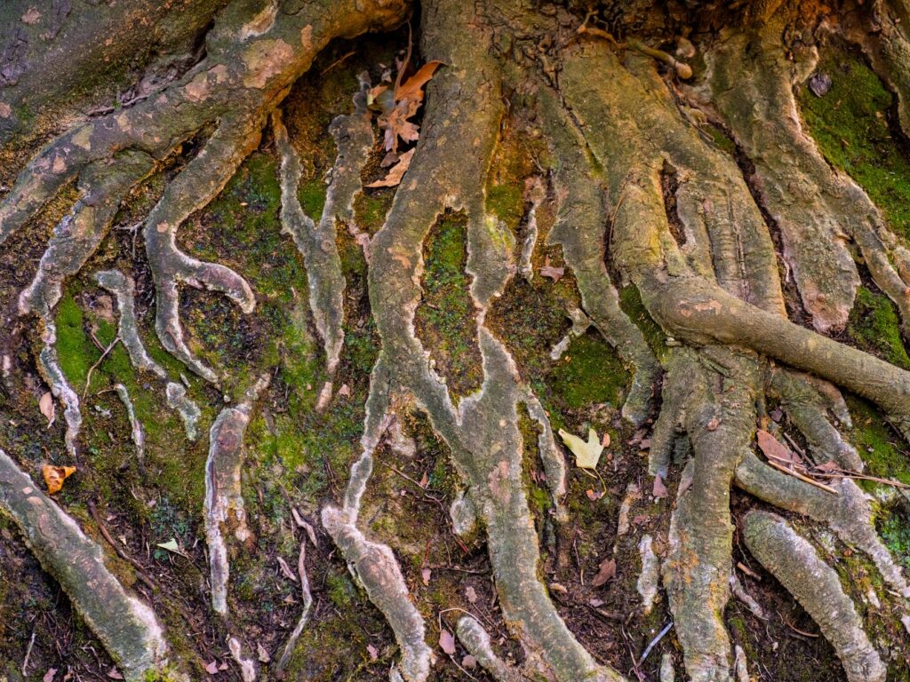 Close-up of a healthy tree trunk widening into its root flare at the soil line
